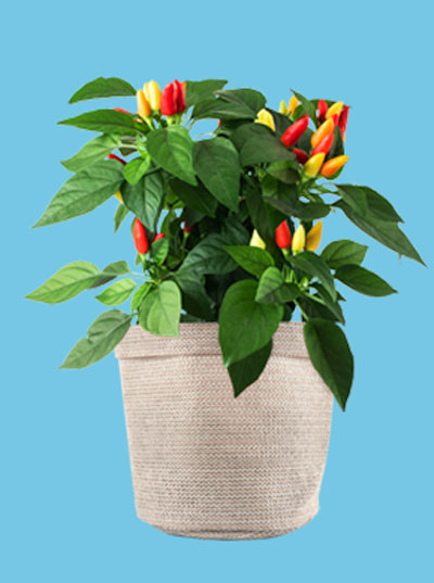 Healthy and vibrant plants thriving in expandable growbag.