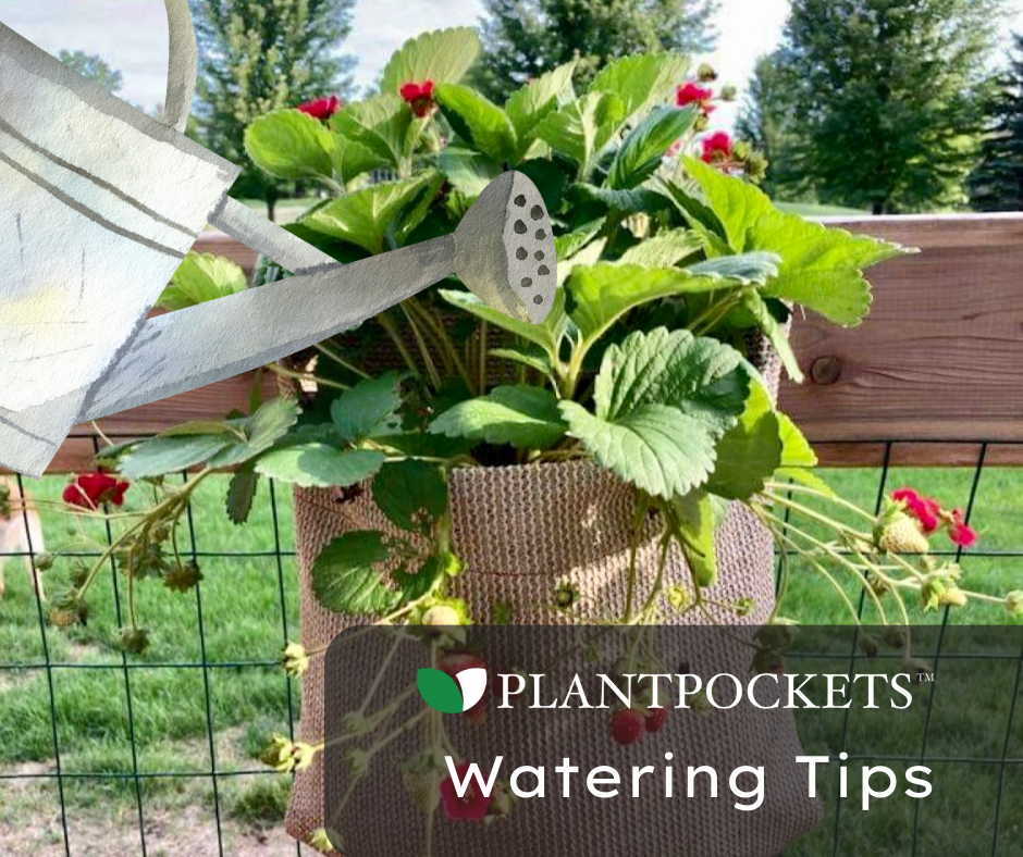 Watering Tips